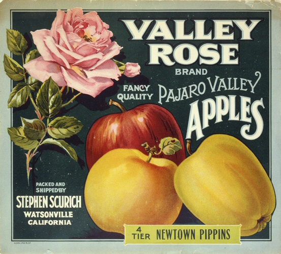 Product Image for Valley Rose 18x18